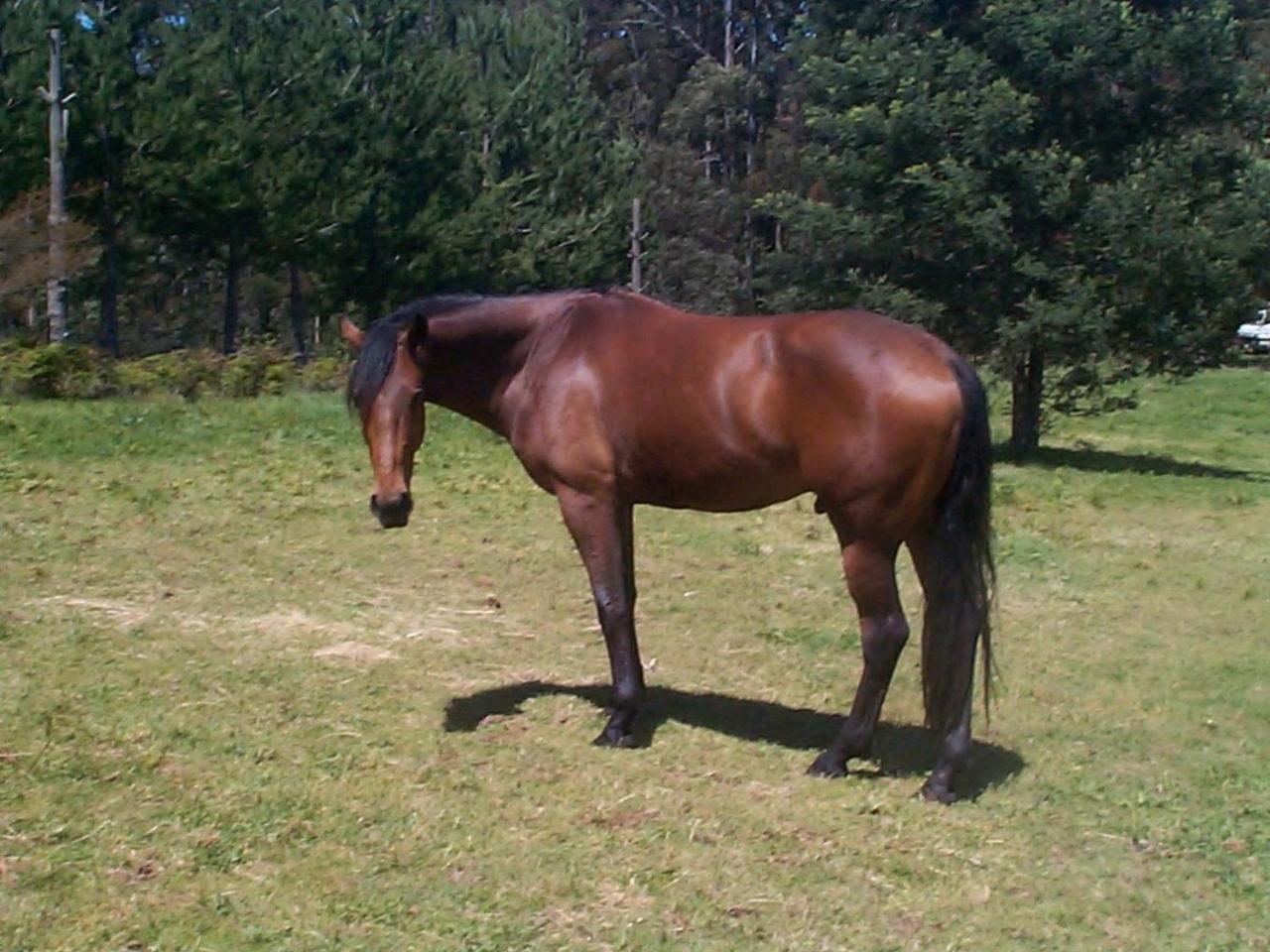 Carinya Park Farm stay